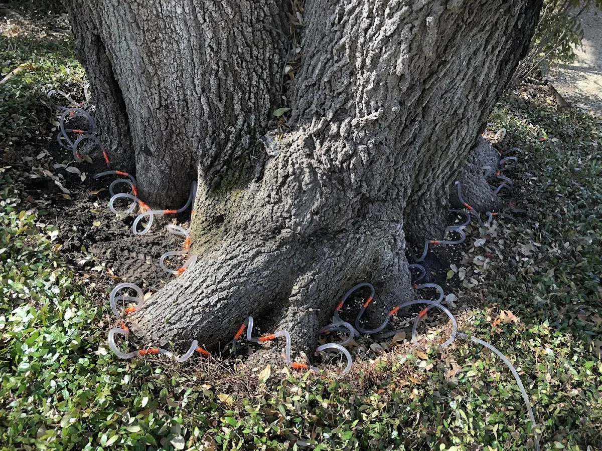 Detailed Tree Cabling and Bracing job site in Megargel