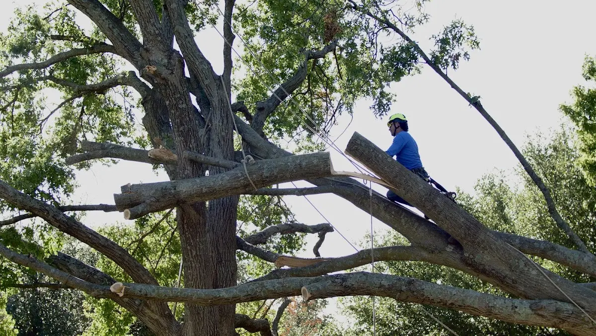 Professional Hazardous Tree Removal performed by certified arborists in Megargel