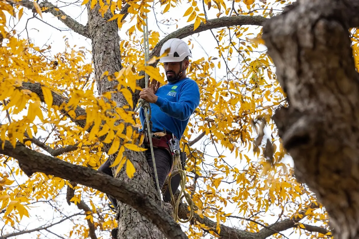 Skilled Tree Trimming crew working in Megargel